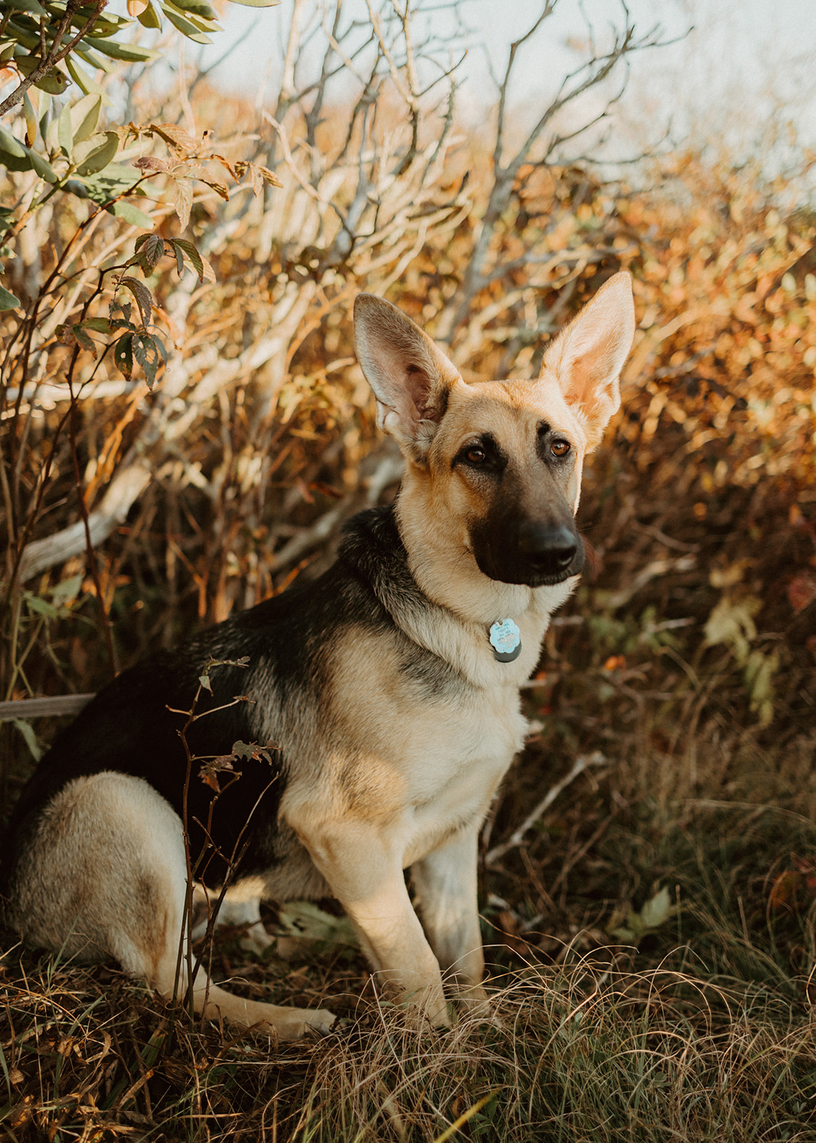 the dog posing at the engagement photos fall